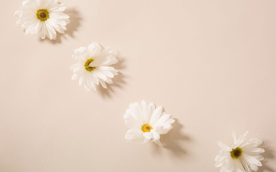 Where Beauty Meets Humanity: A Commitment to Ethical Excellence